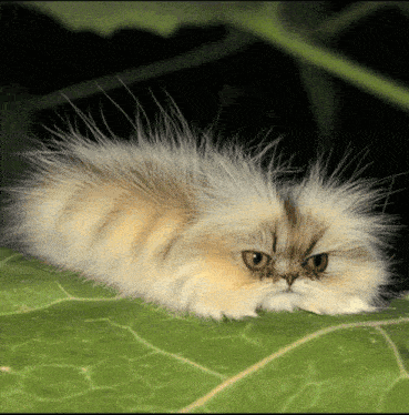 caterpillar